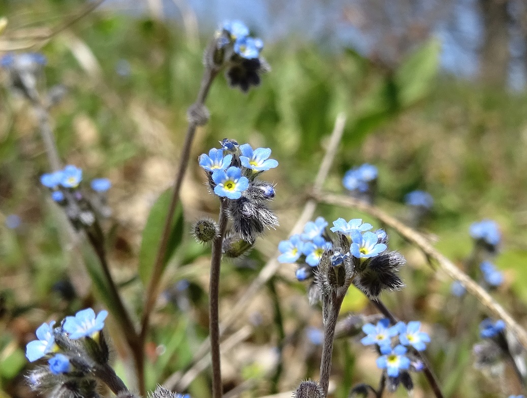 04-09-2021 Myosotis ramosissima.jpg