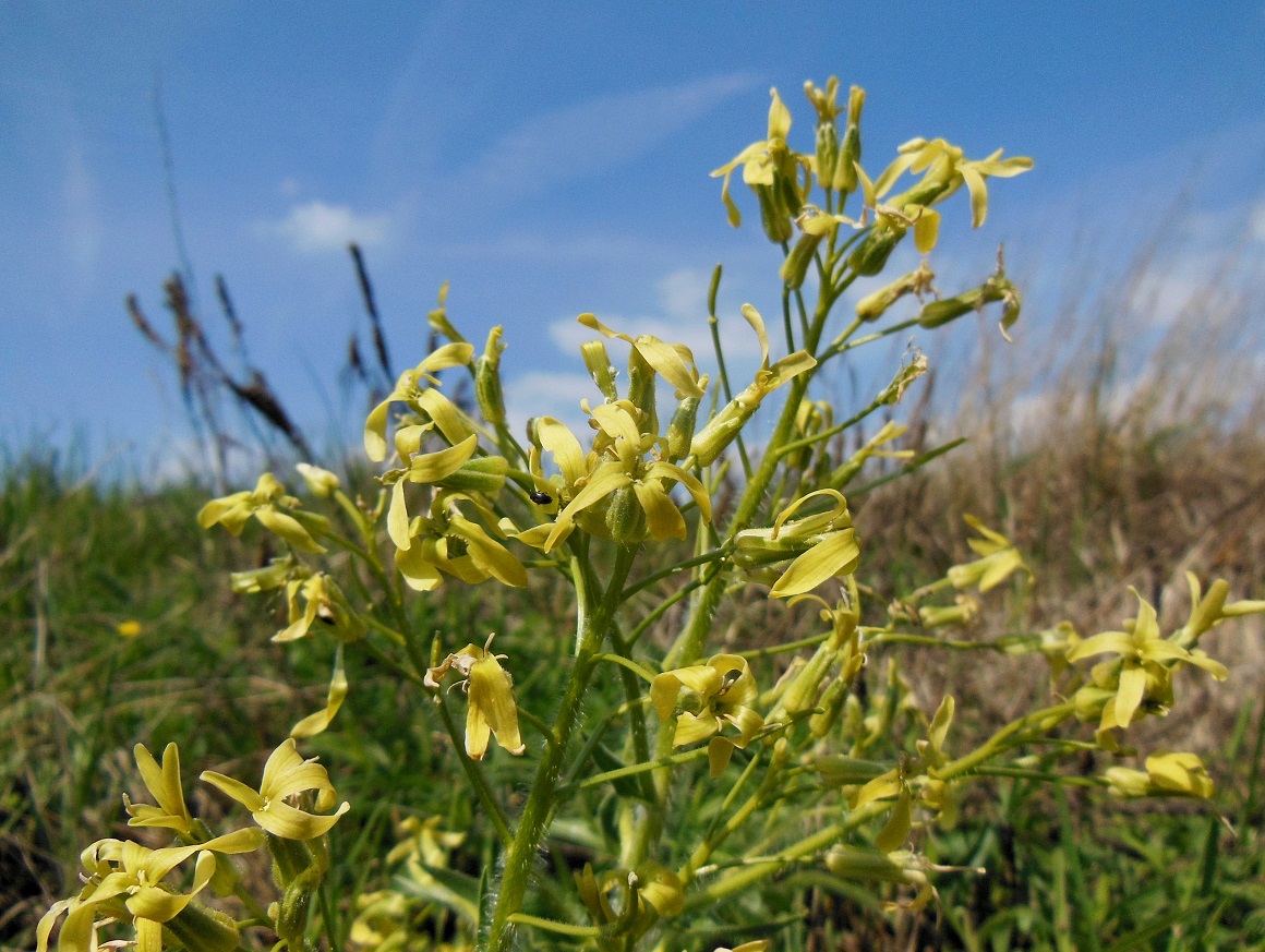 04-21-17  Hesperis tristis.jpg