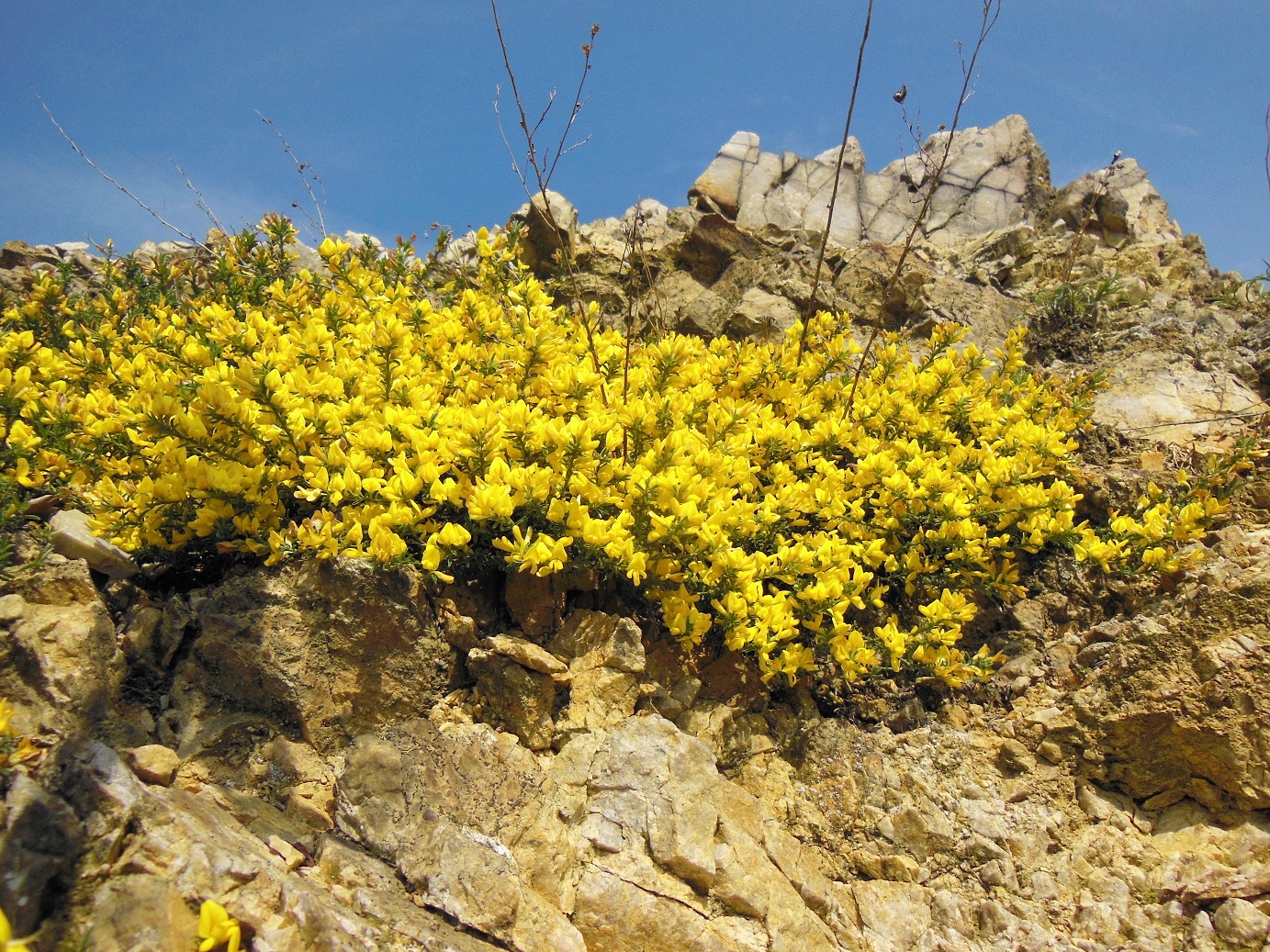 04-21-2017 Genista pilosa.jpg