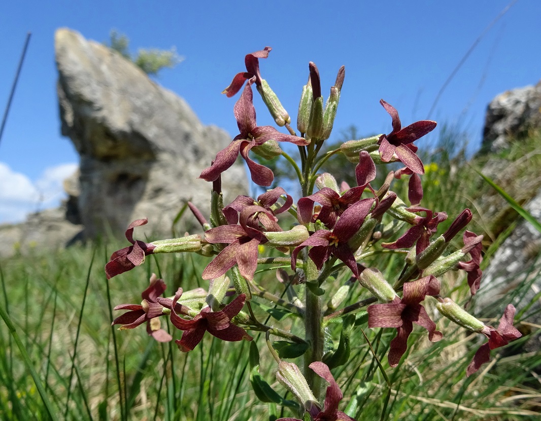 04-23-2021 Hesperis tristis.jpg