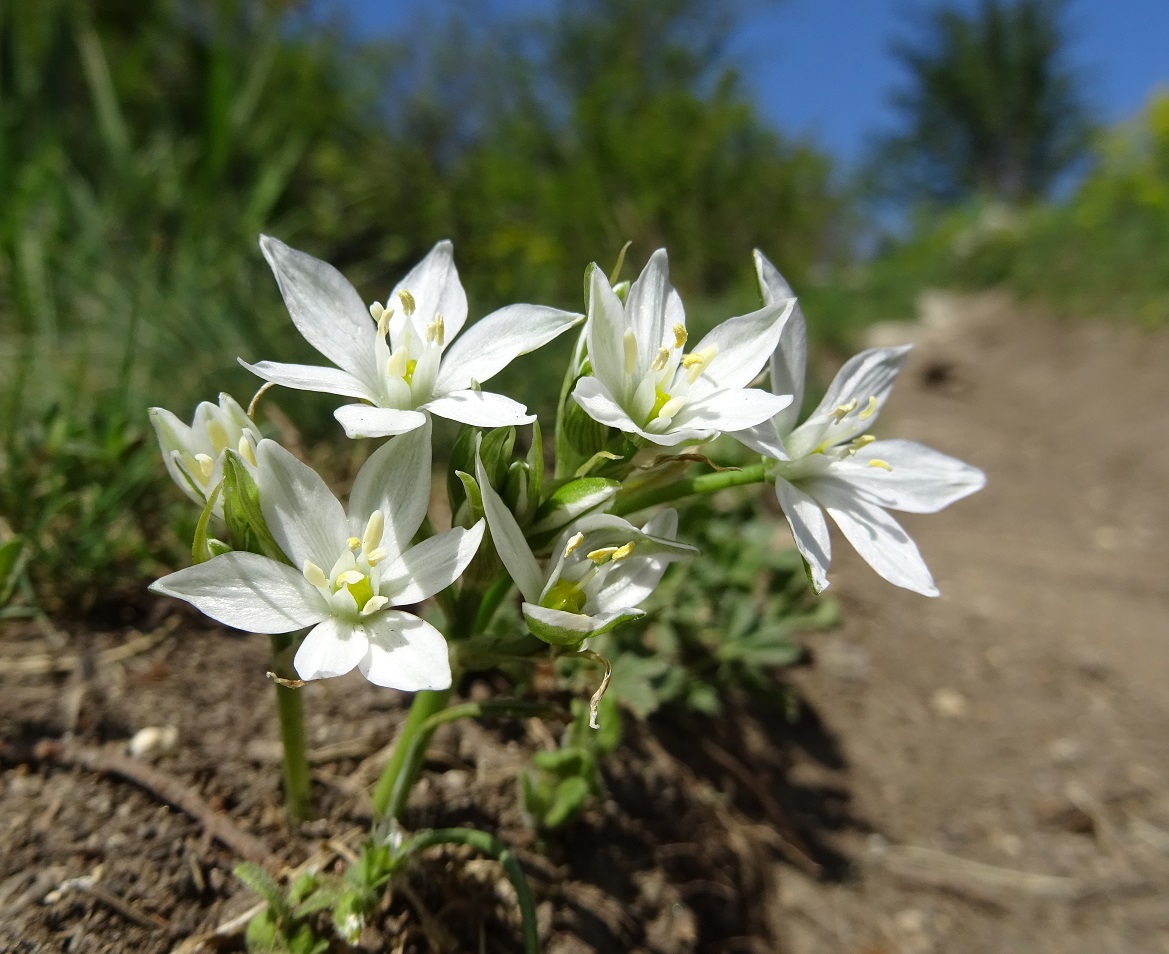 04-23-2021 Ornithogalum pannonicum.jpg