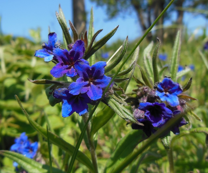 04-24-2017   Buglossoides purpurocaerulea.jpg