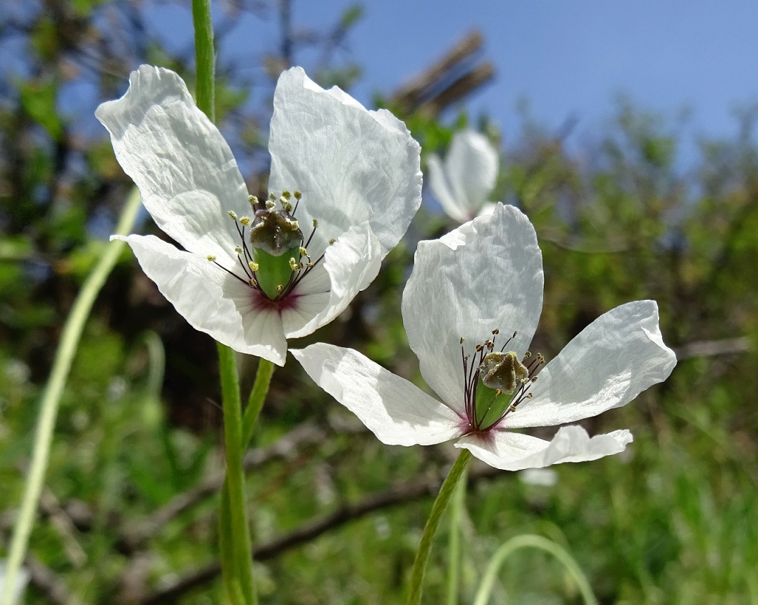 04-24-2021 Papaver albiflorum aggr..jpg