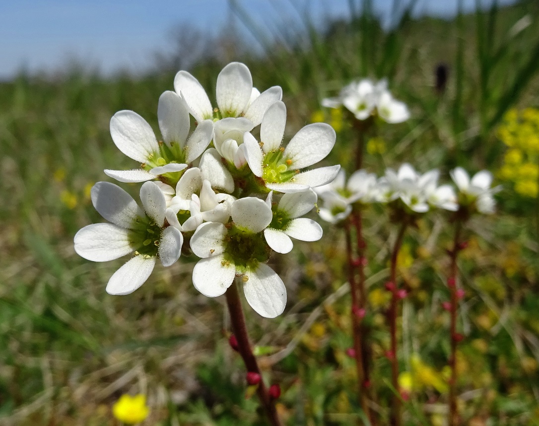 04-24-2021 Saxifraga bulbifera.jpg