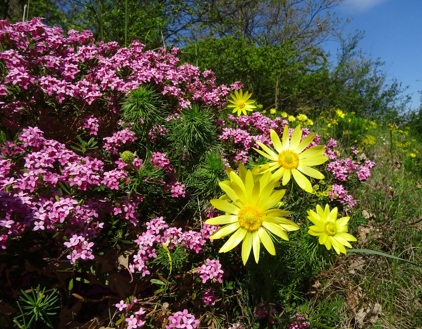 05-05-2021 Adonis vernalis und Daphne cneorum.jpg