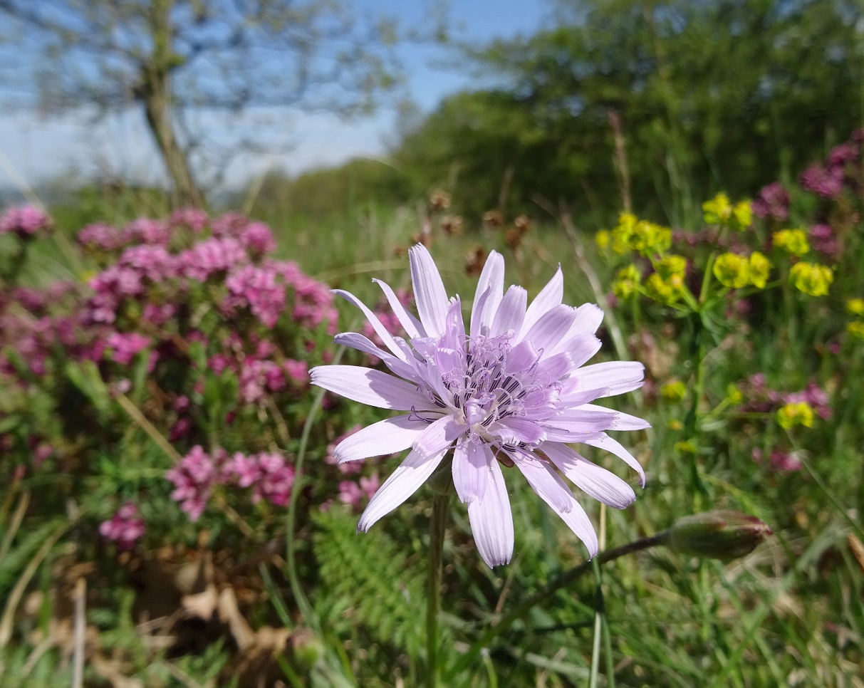 05-05-2021 Scorzonera purpurea.jpg