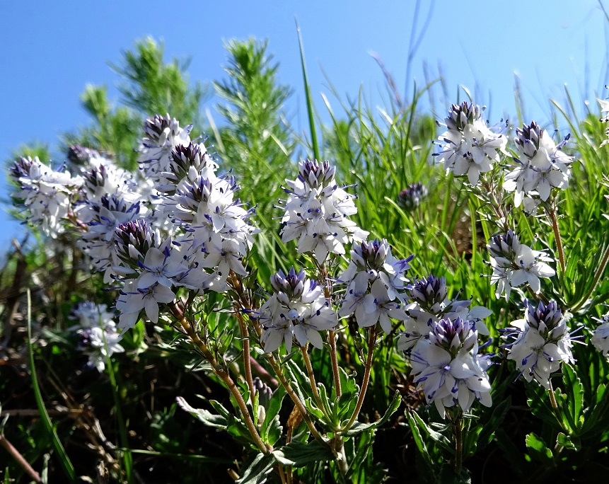 05-05-2021 Veronica prostrata.jpg