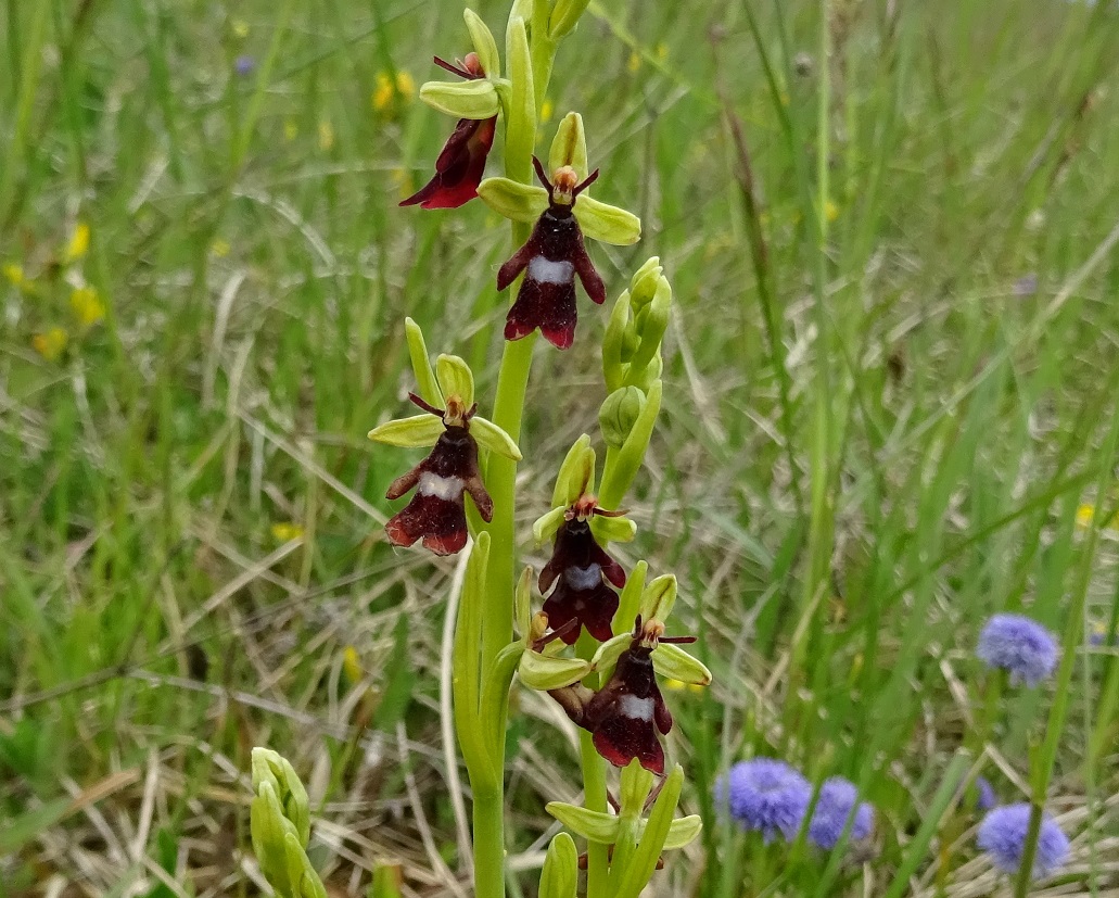 05-07-2021 Ophrys insectifera.jpg