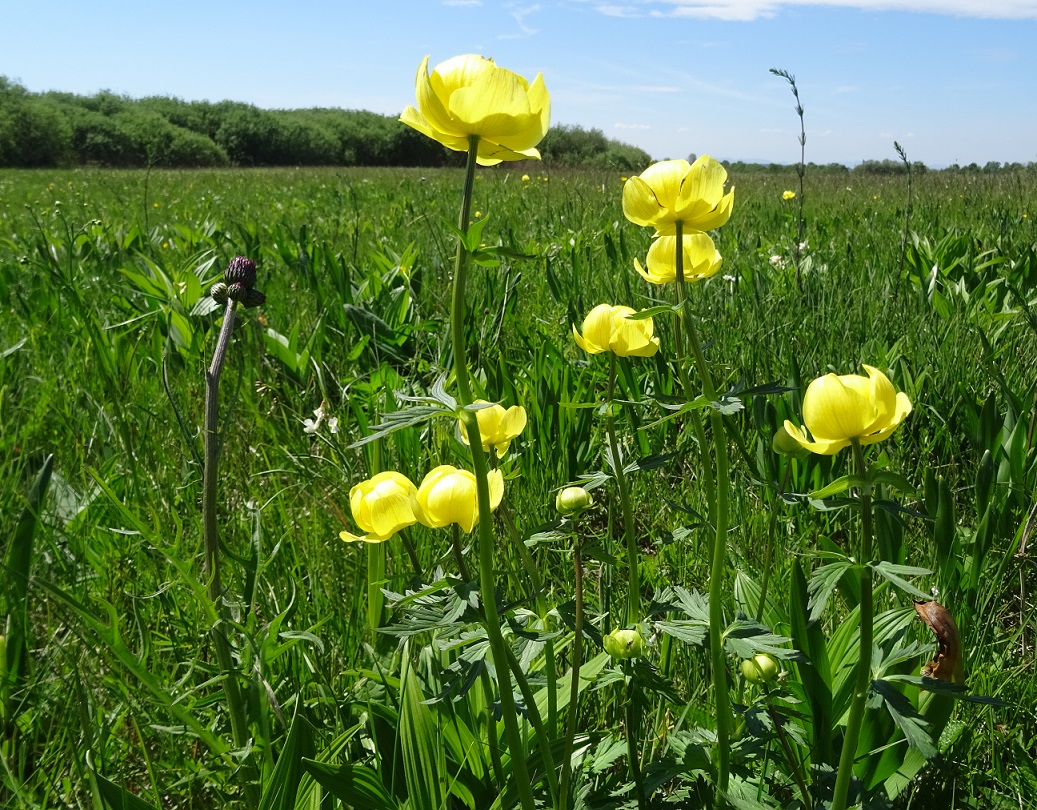 05-08-2019 Trollius europaeus.jpg