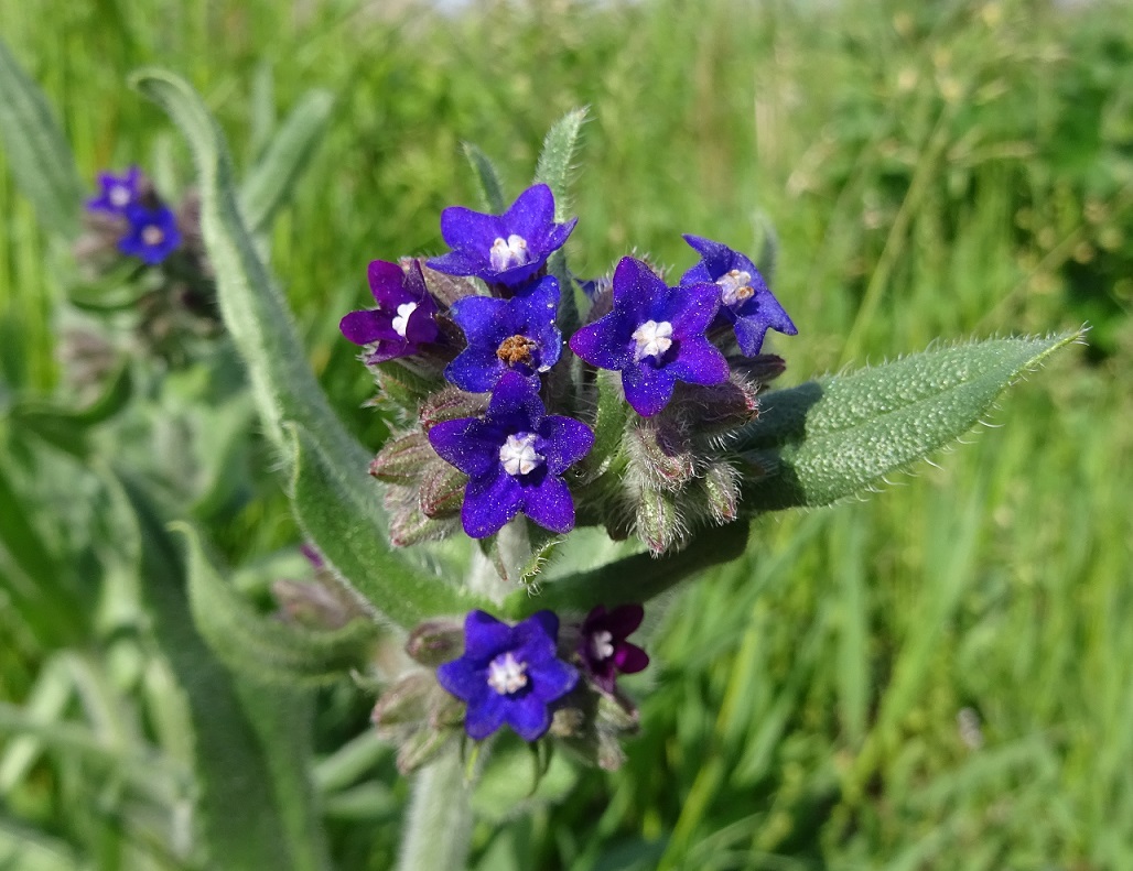 05-09-2019  Anchusa officinalis.jpg