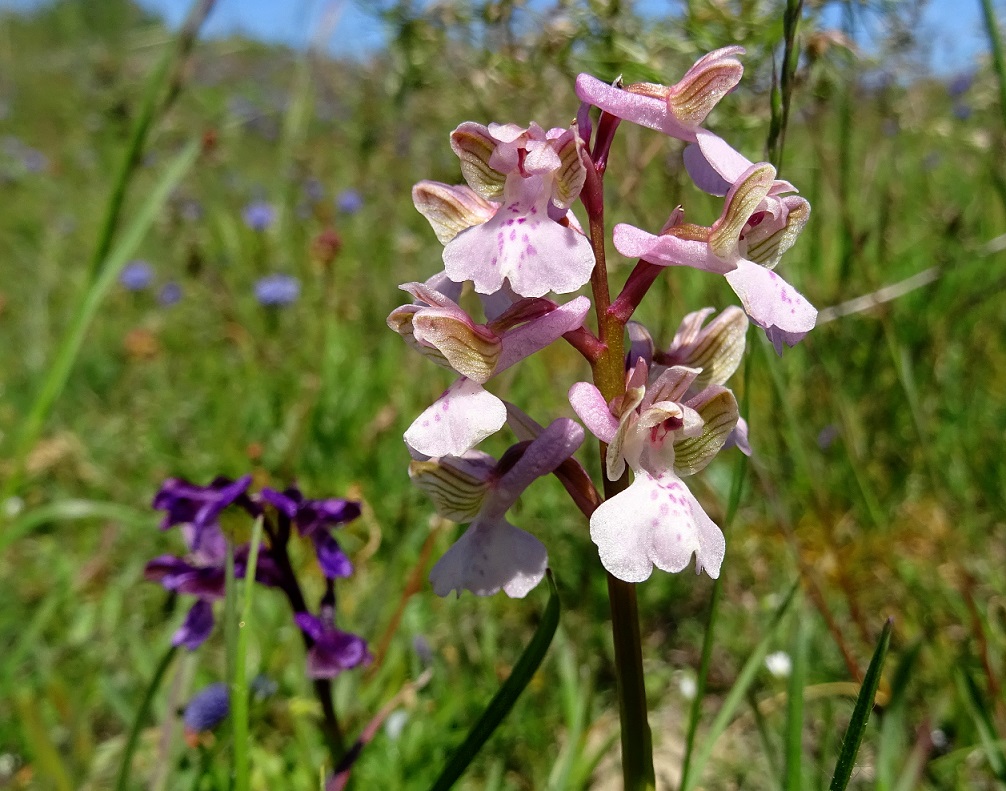 05-09-2021  Orchis morio.jpg