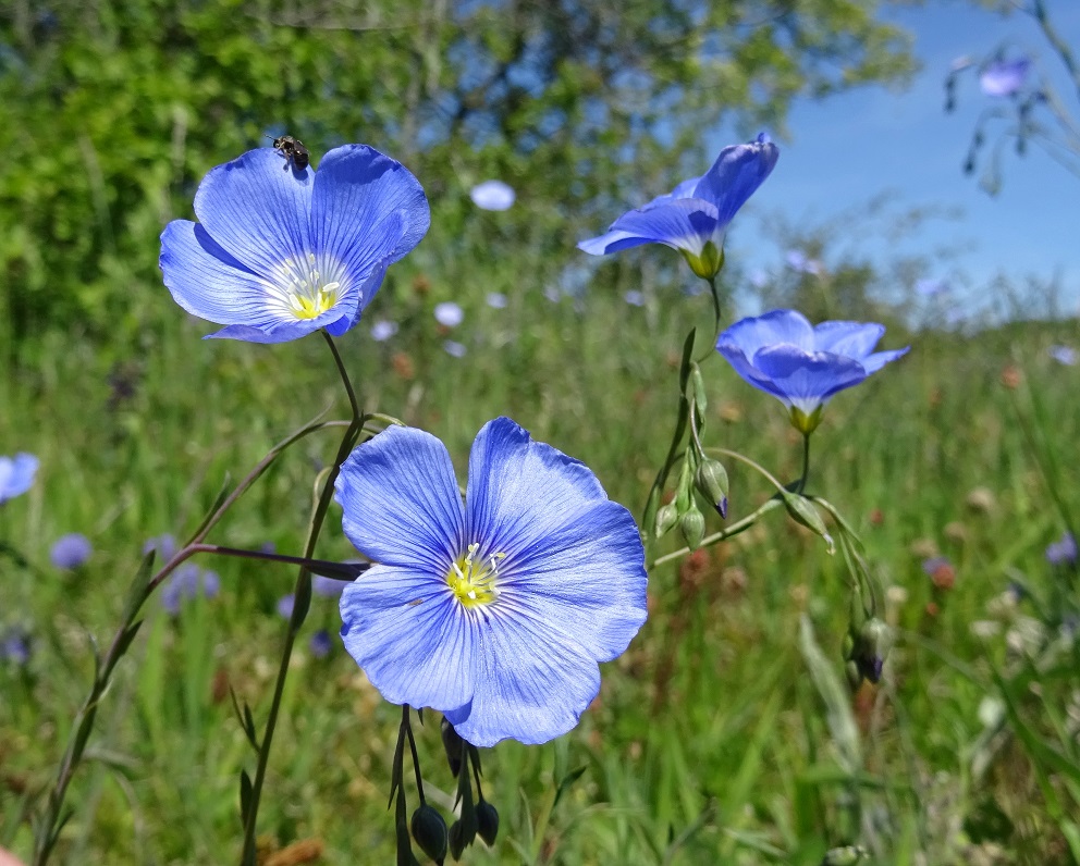 05-09-2021 Linum austriacum (subsp. austriacum).jpg