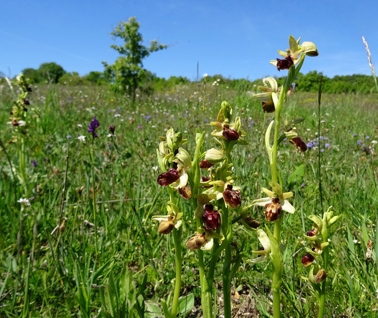 05-09-2021 Ophrys sphegodes.jpg