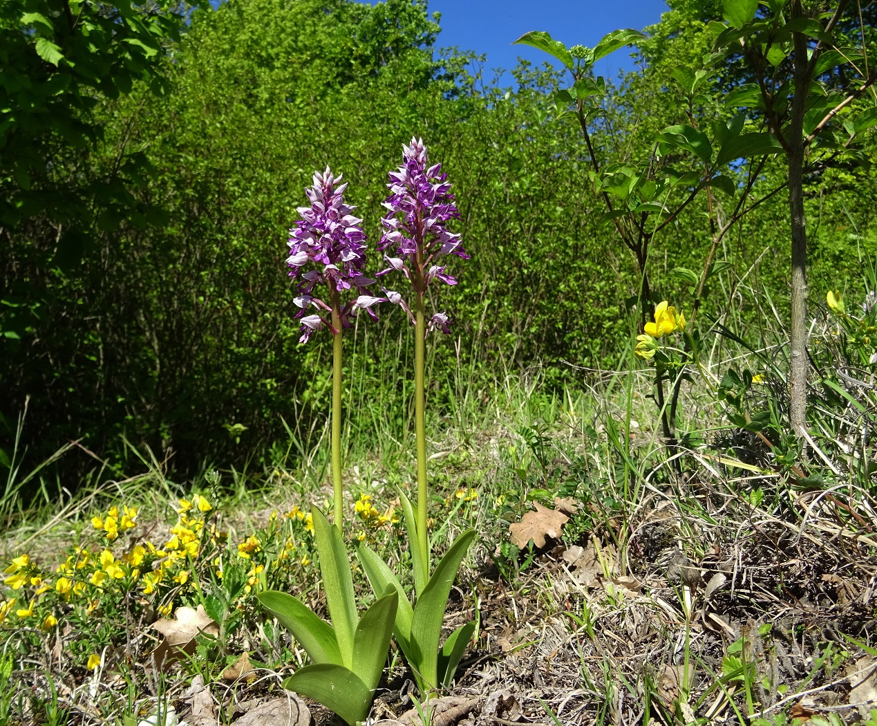 05-09-2021 Orchis militaris.jpg