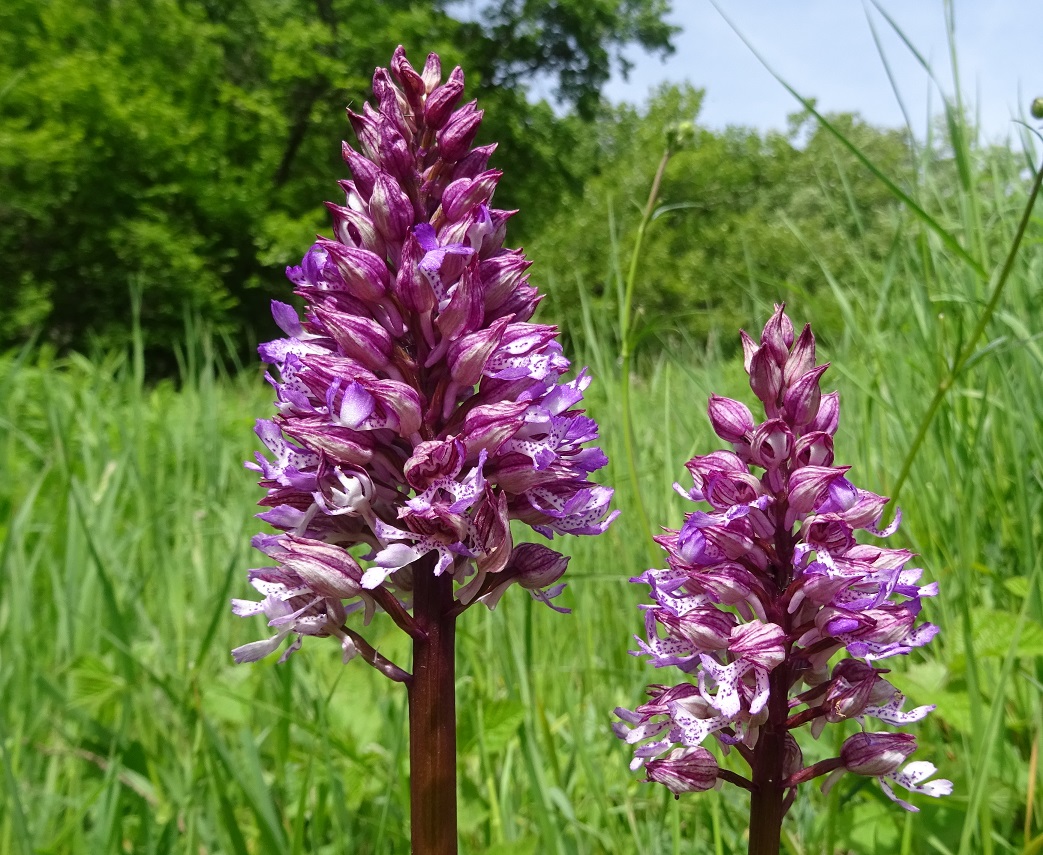 05-11-2019 Orchis miilitaris x O. purpurea.jpg