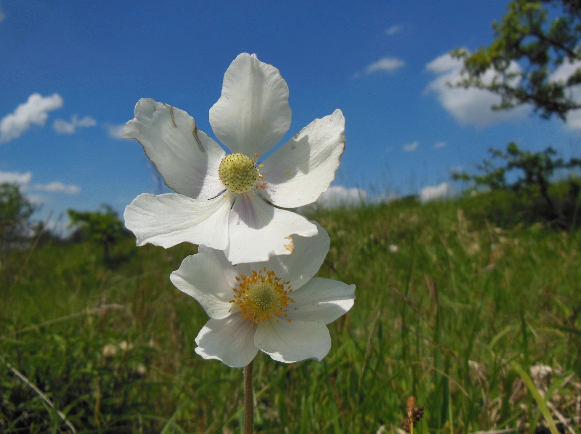 05-16-2017 Anemone sylvestris.jpg