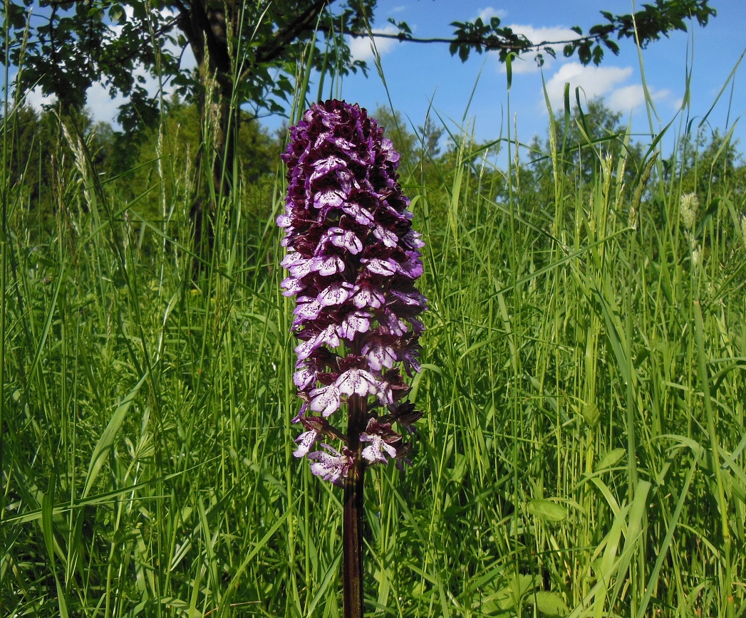 05-16-2017 Orchis purpurea.jpg