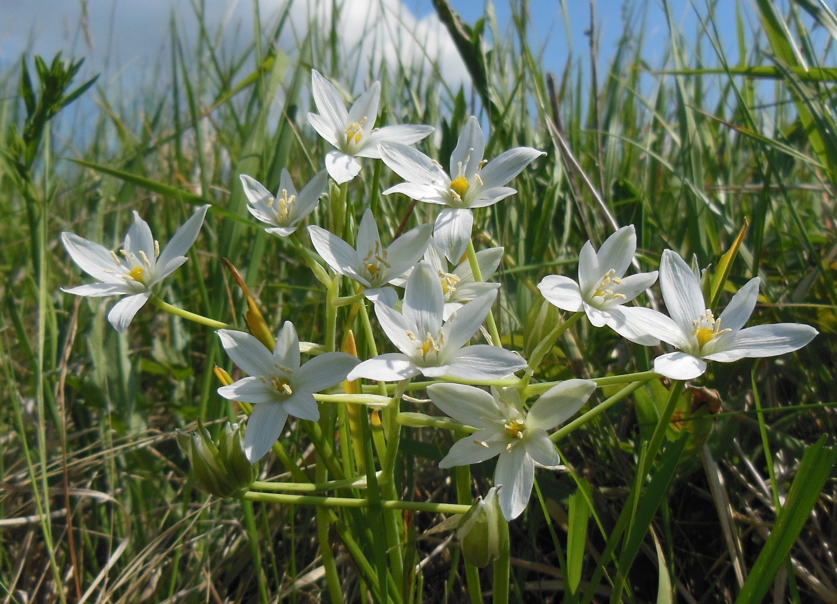 05-16-2017 Ornithogalum umbellatum s. str..jpg