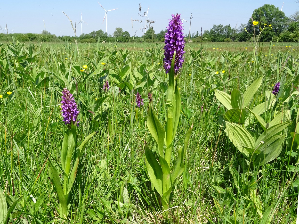 05-18-2020 Dactylorhiza incarnata.jpg