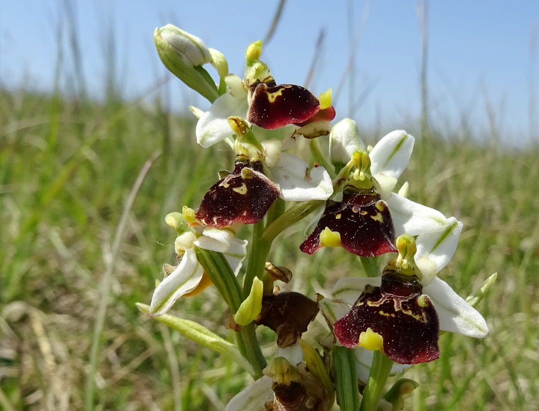 05-18-2020 Ophrys holoserica.jpg