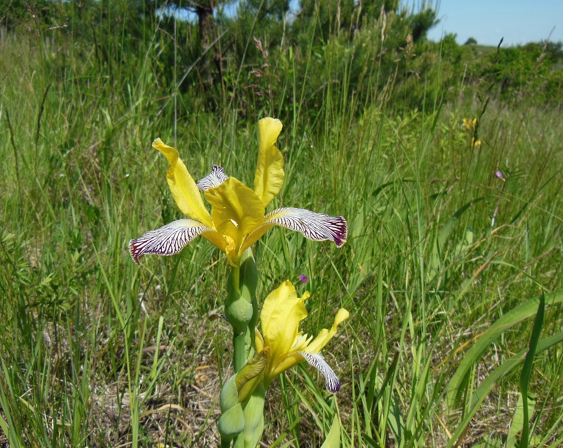 05-21-2016 Iris variegata.jpg