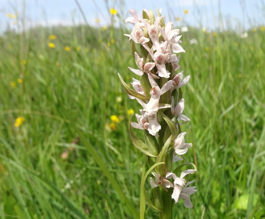 05-22-2018 Dactylorhiza incarnata, albiflora.jpg