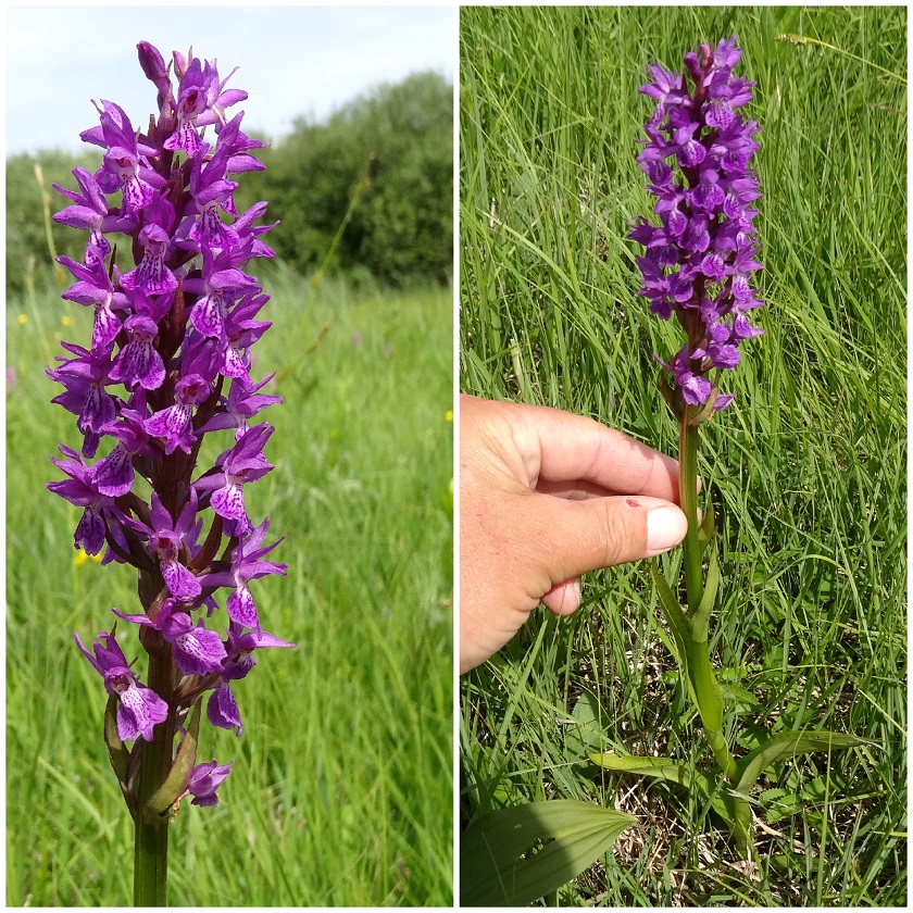 05-22-2018 DActylorhiza majalis x D. traunsteineri vermutlich.jpg