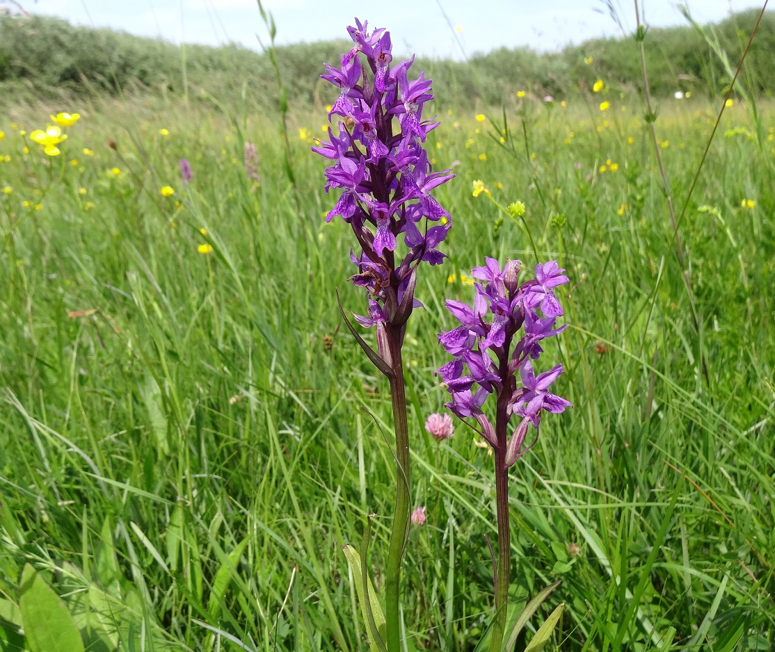 05-22-2018 DActylorhiza traunsteineri.jpg