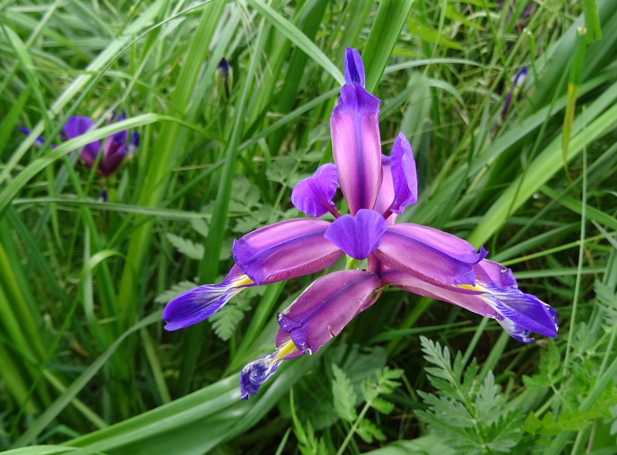 05-31-2019      Iris graminea.jpg