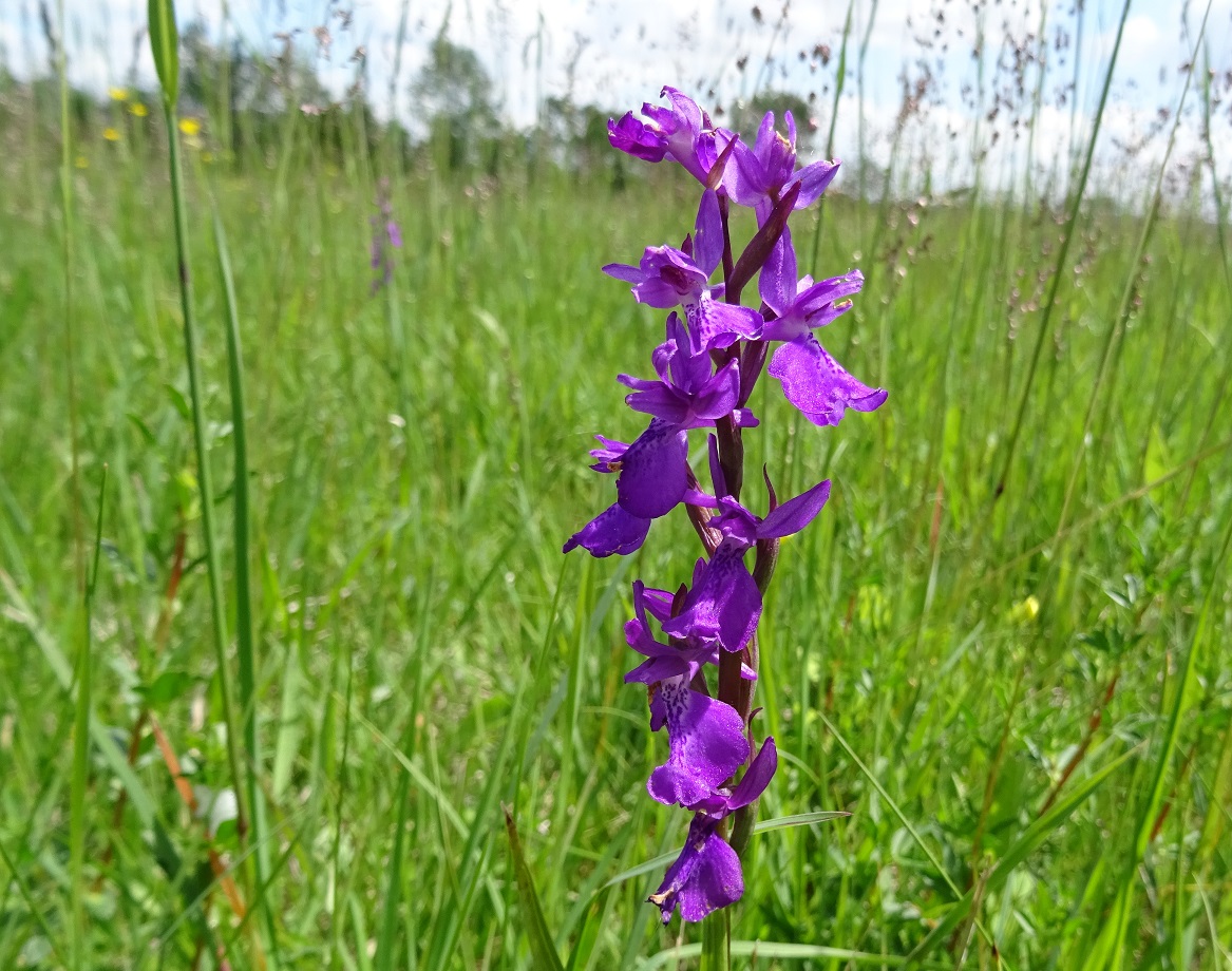 05-31-2019 Orchis palustris.jpg