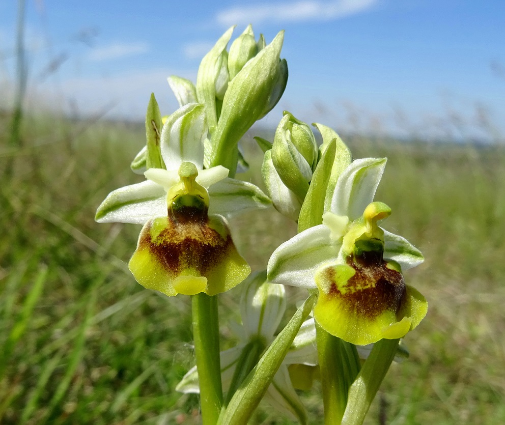 06-02-2021  Ophrys holoserica.jpg