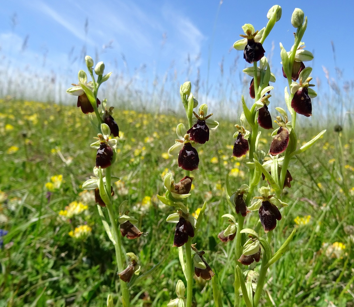 06-02-2021  Ophrys insectifera x O. holoserica.jpg