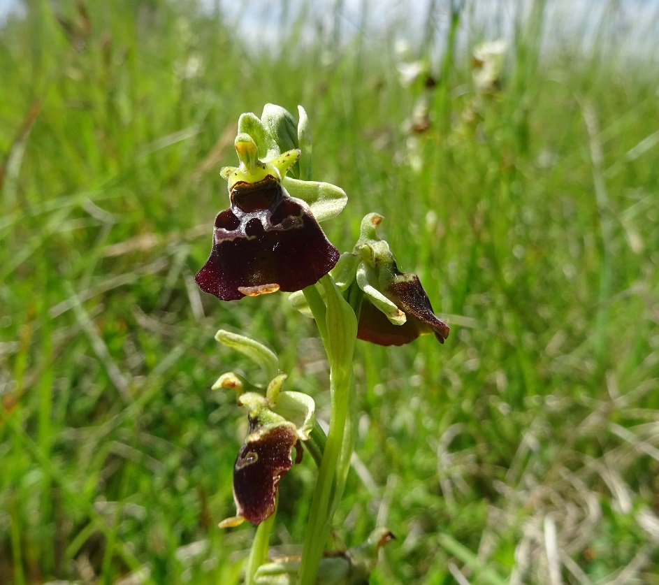 06-02-2021  Ophrys sphegodes x O. holoserica.jpg