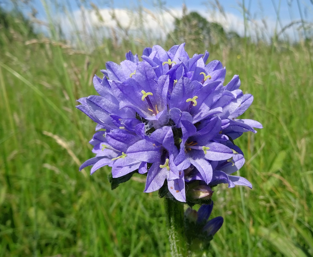 06-04-2019 Campanula cervicaria.jpg