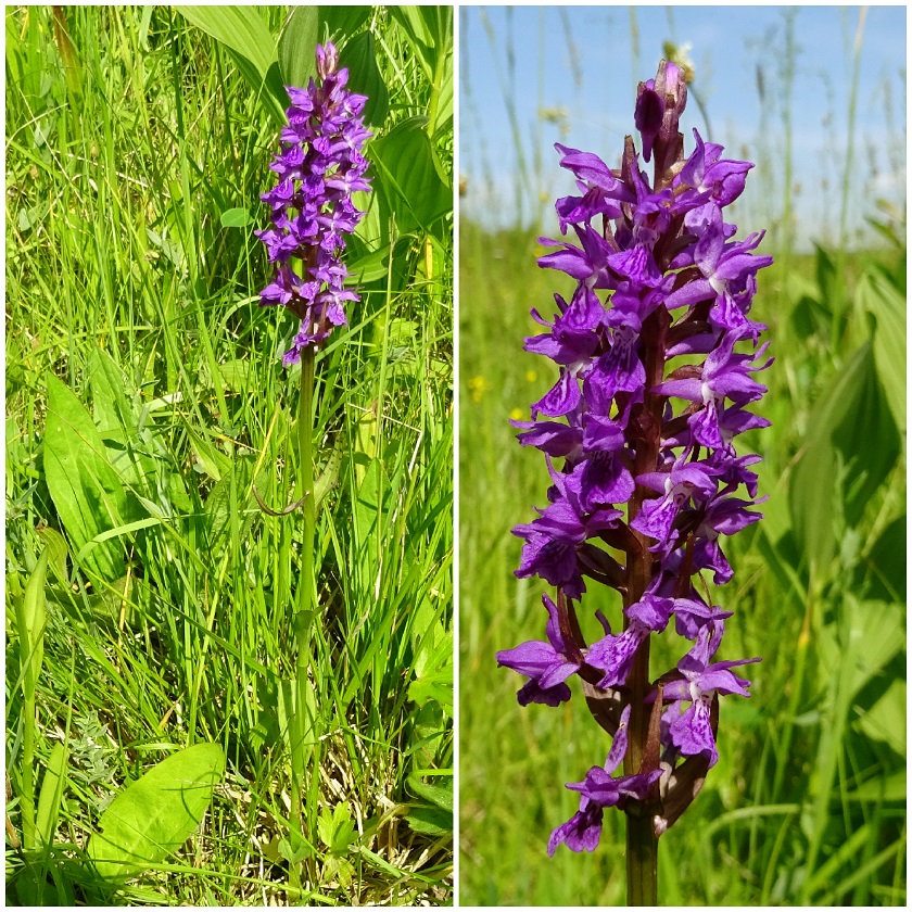 06-04-2019 Dactylorhiza traunsteineri  Hybride vermutlich.jpg