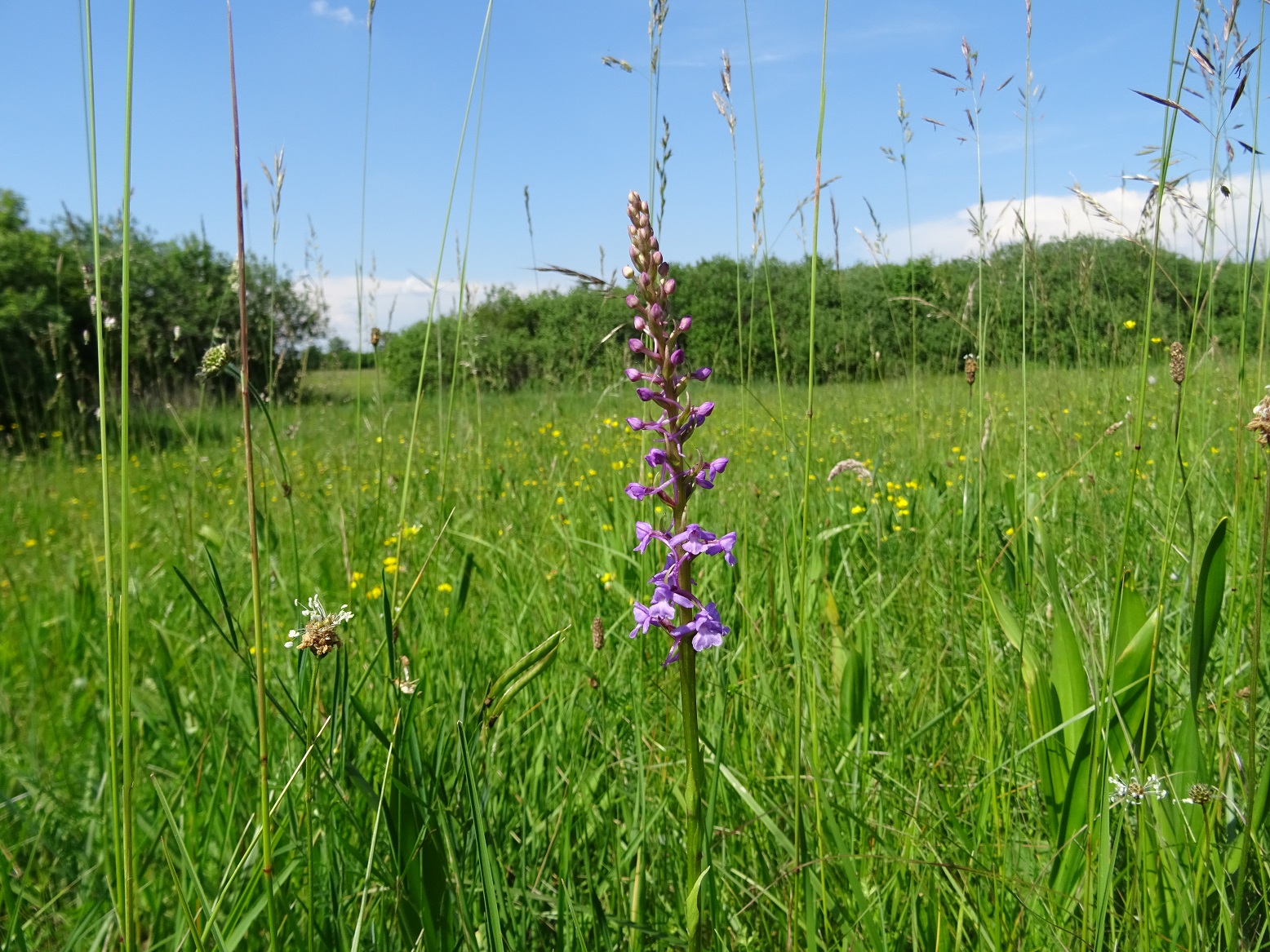 06-04-2019 Gymnadenia conopsea .jpg