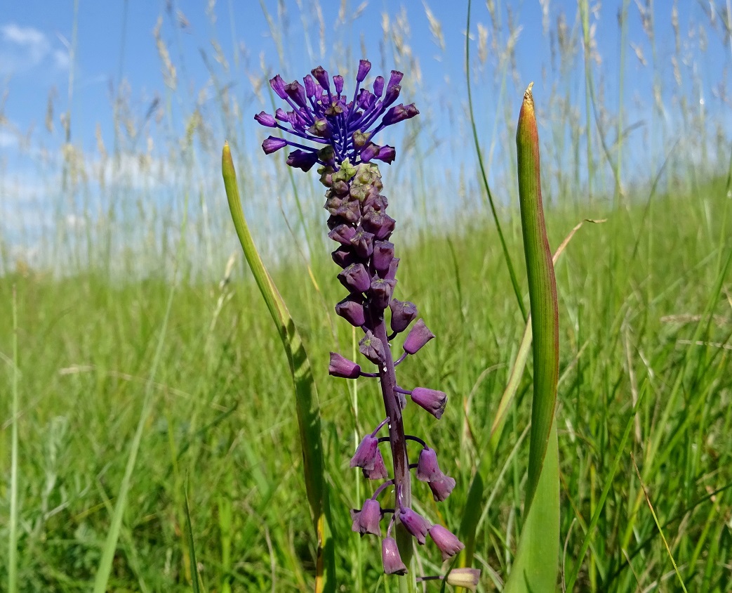 06-04-2019 Muscari comosum.jpg