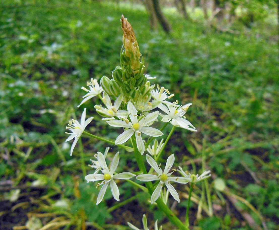 06-07-2017  Loncomelos pyrenaicus subsp. sphaerocarpus.jpg