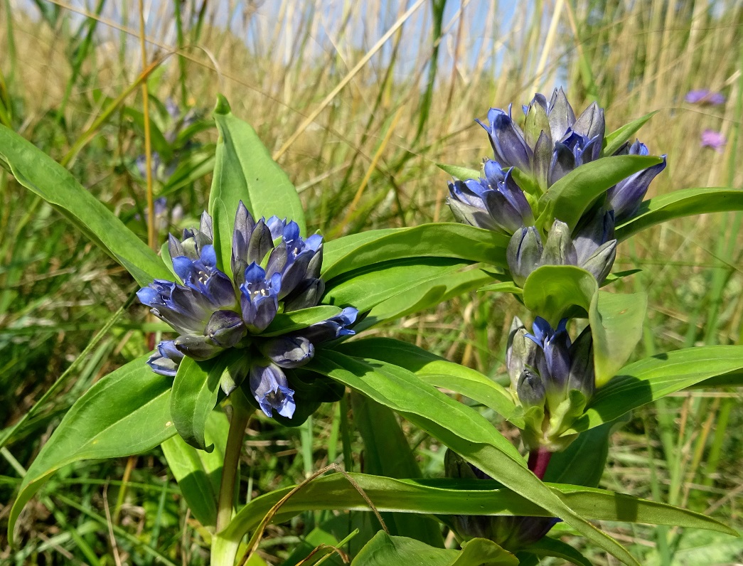 07-26-2019 Gentiana cruciata.jpg