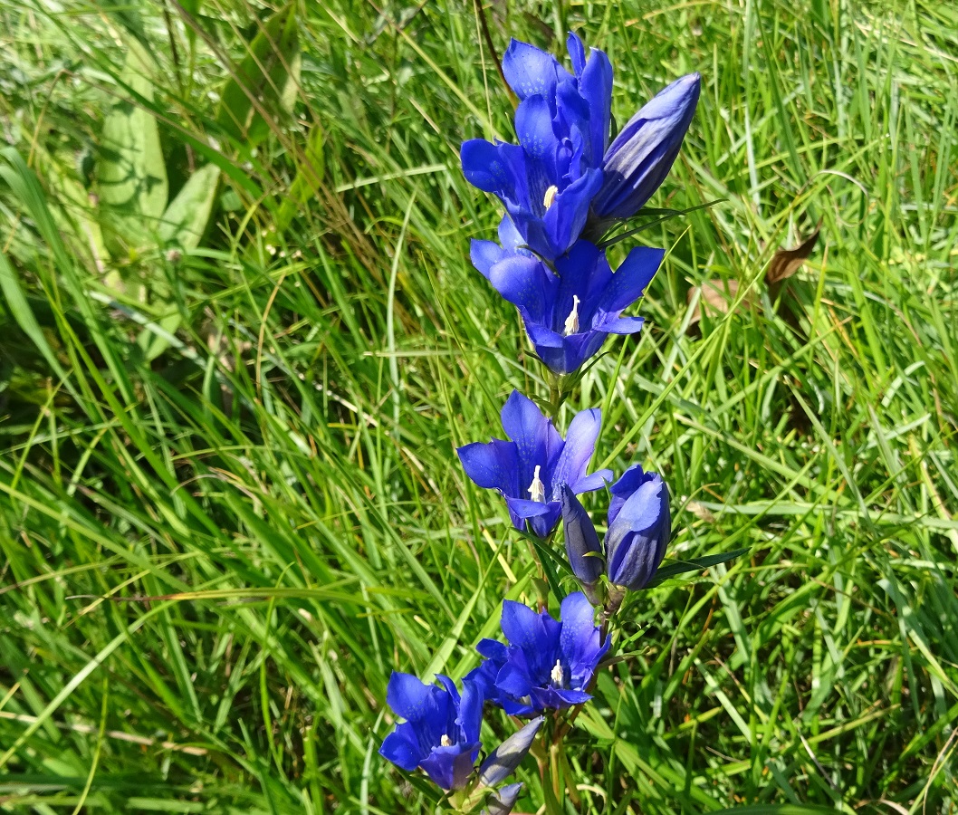 07-26-2021 Gentiana pneumonanthe.jpg