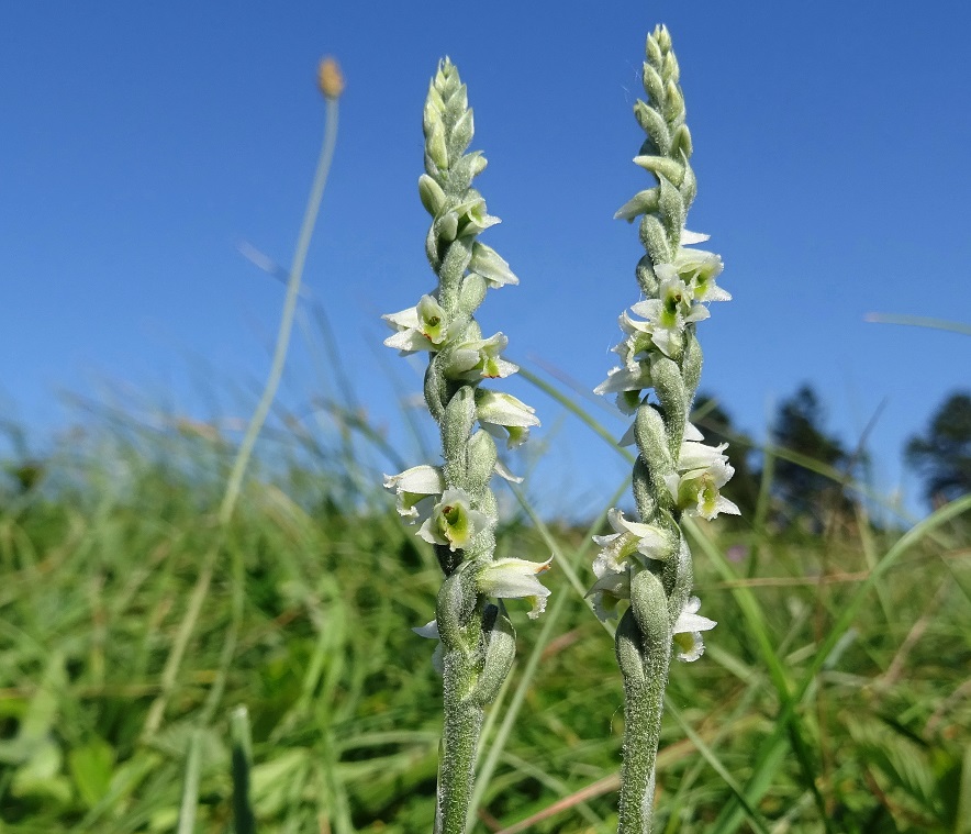 09-08-2021 Spiranthes spiralis.jpg