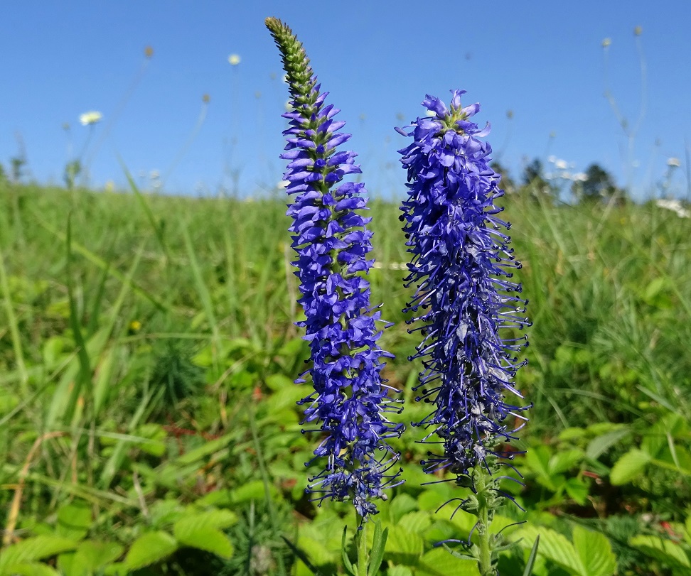 09-08-2021 Veronica spicata.jpg