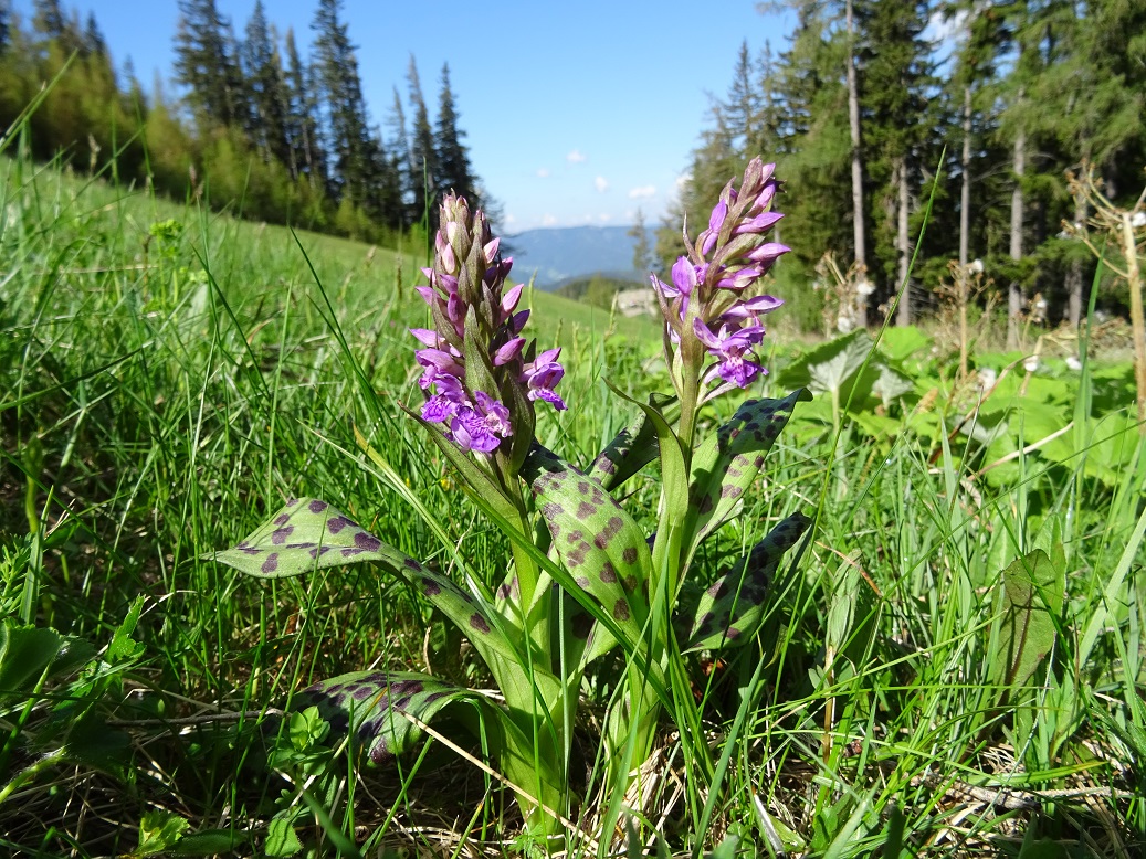 06-03-2019  Dactylorhiza majalis.jpg