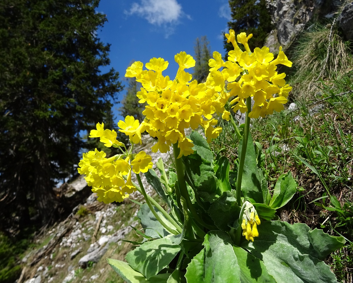 06-03-2019  Primula auricula.jpg