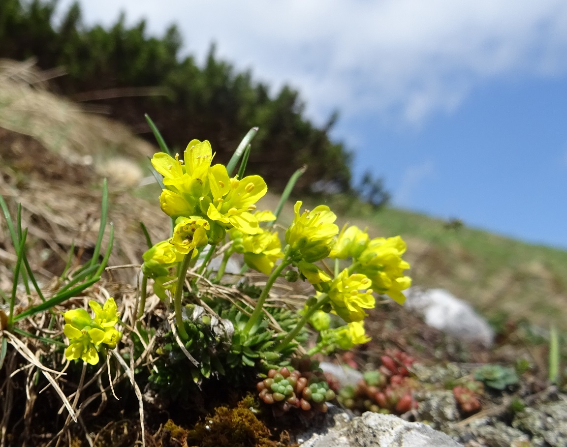 06-07. DSC04195 Draba aizoides.jpg