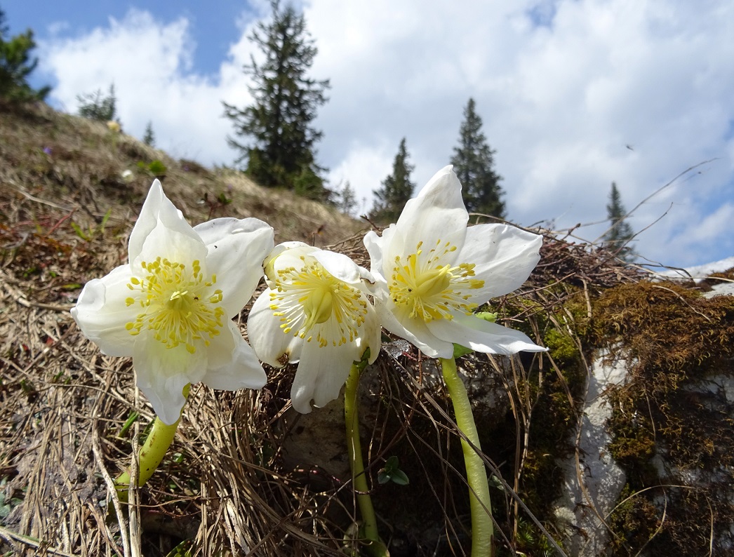 06-07-2019 Helleborus niger.jpg