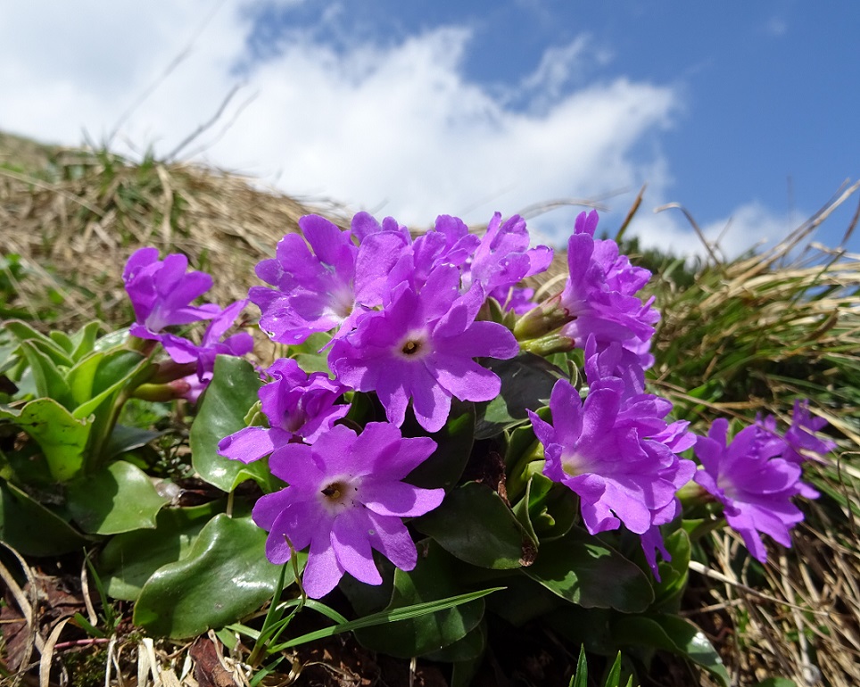 06-07-2019 Primula clusiana.jpg