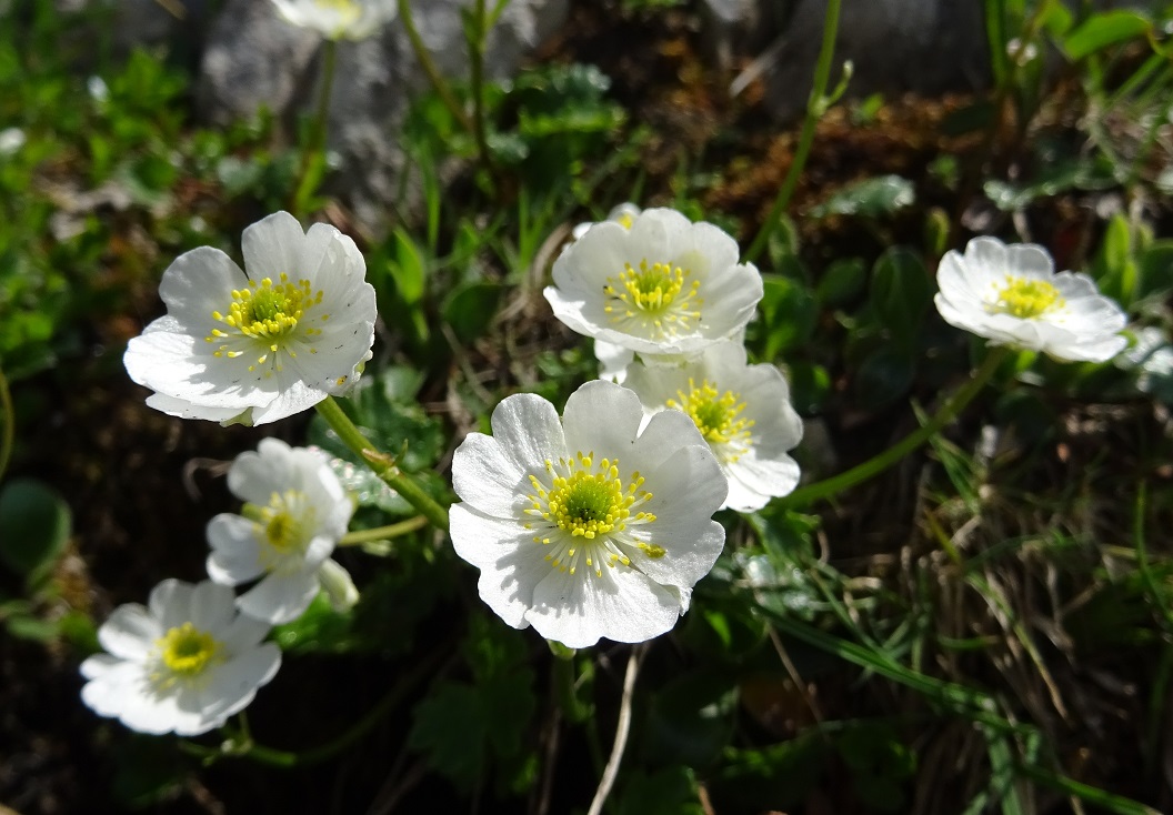 06-07-2019 Ranunculus alpestris.jpg