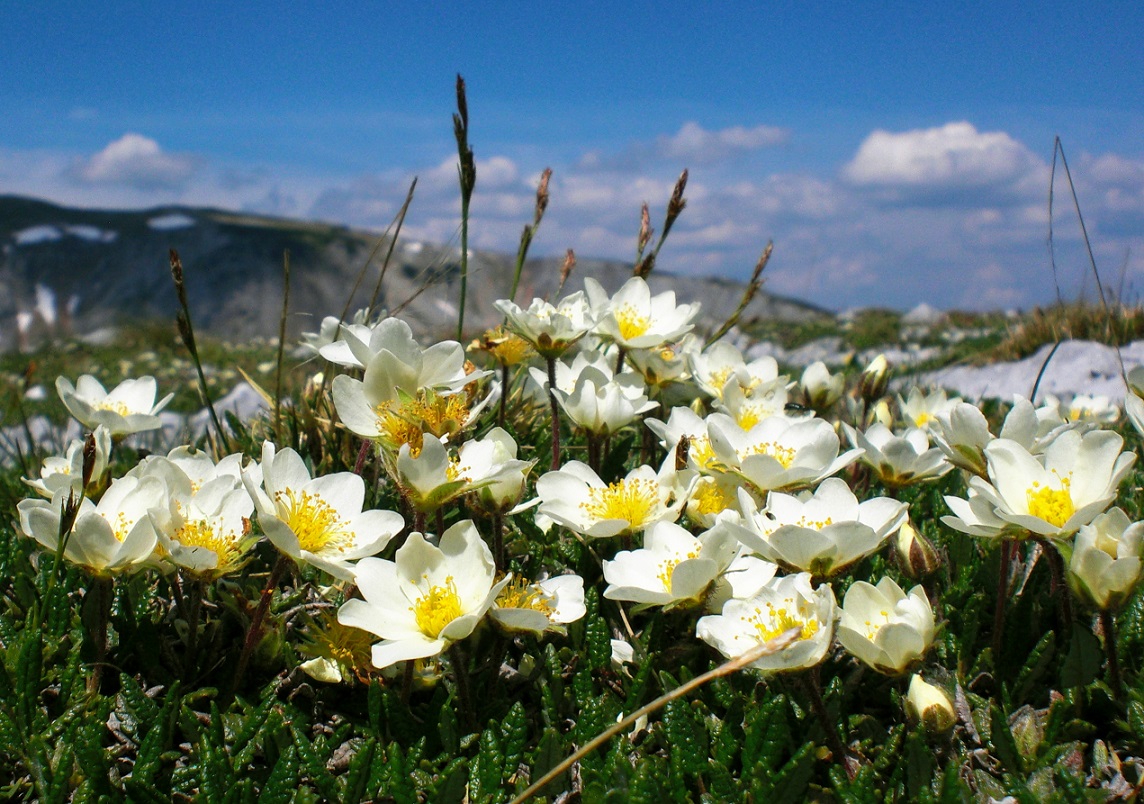 06-08-2015 Dryas octopetala.jpg