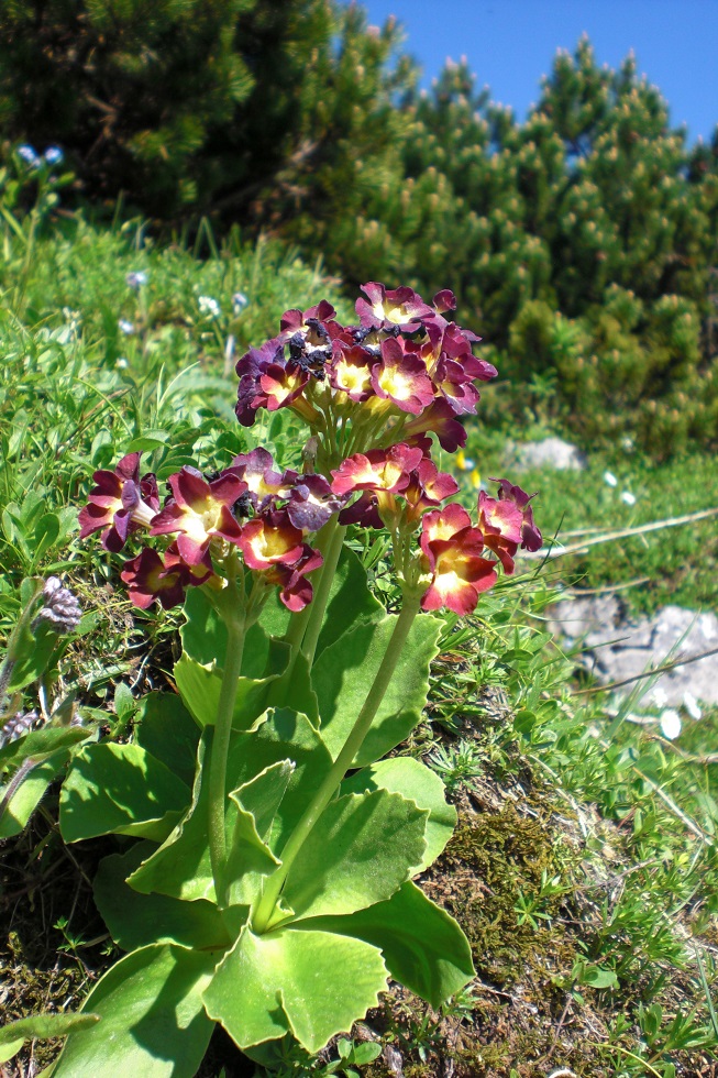 06-08-2015 Primula auricula aggr..jpg